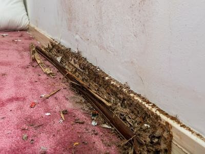 About Arlington Black Mold Removal - black mold removal experts in Arlington
