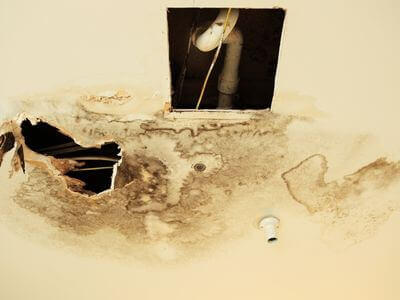 Professional black mold removal services in Arlington - Arlington Black Mold Removal
